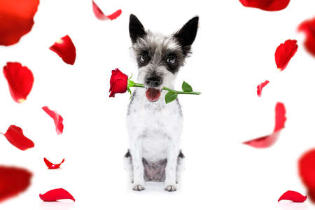 Valentines poodle  dog holding a rose with mouth as a giftの写真素材