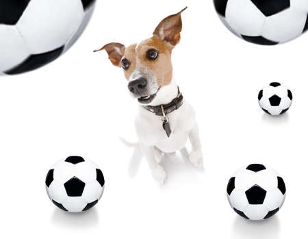 Soccer football jack russell terrier dog playing with leather ballの写真素材