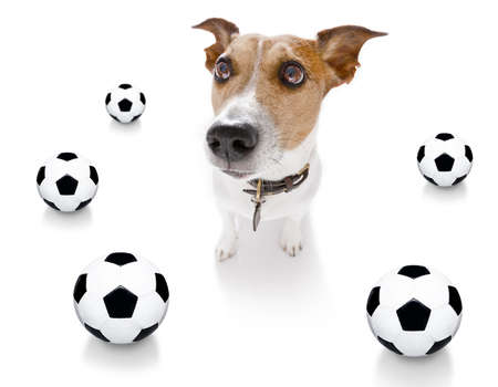 soccer football jack russell terrier dog playing with leather ball  , isolated on white background and german  flagの写真素材