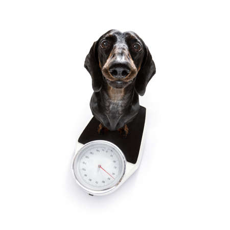 sausage dog with guilty conscience  for overweight, and to loose weight , standing on a  personal...