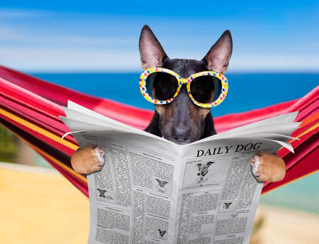 bull Terrier  dog resting and relaxing on a hammock or beach chair under umbrella at the beach ocean shore, on summer vacation holidays reading a newspaper or magazineの写真素材