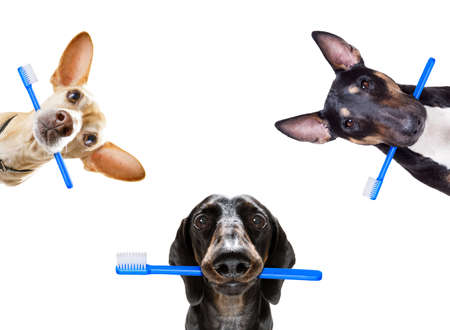 sausage dachshund dog holding a toothbrush with mouth , isolated on white backgroundの写真素材