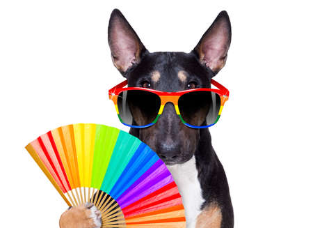 crazy funny gay pitbull dog proud of human rights ,sitting and waiting, with rainbow flag tie  and sunglasses , isolated on white backgroundの写真素材
