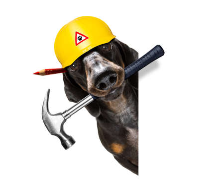 handyman  sausage dachshund dog worker with helmet and hammer in mouth, ready to repair, fix everything at home, isolated on white backgroundの写真素材