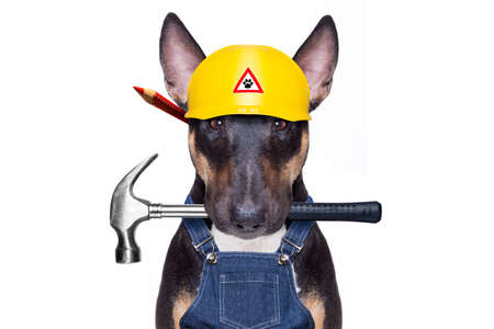 handyman pit bull terrier dog worker with work tool in mouth, ready to repair, fix everything at home, isolated on white backgroundの写真素材
