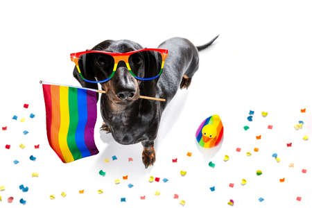 crazy funny gay homosexual  dachshund sausage dog proud of human rights ,sitting and waiting, with rainbow flag tie  and sunglasses , isolated on white backgroundの写真素材