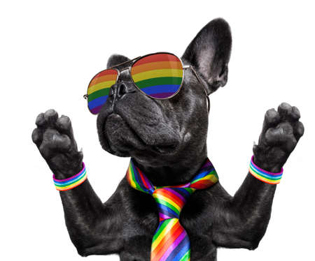 crazy funny gay french bulldog  dog proud of human rights ,sitting and waiting, with rainbow flag tie  and sunglasses , isolated on white backgroundの写真素材
