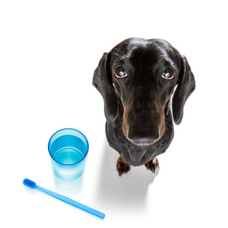 sausage dachshund dog holding a toothbrush with mouth , isolated on white backgroundの写真素材
