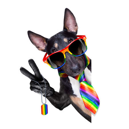 crazy funny gay homosexual  pitbull terrier dog proud of human rights ,sitting and waiting, with rainbow flag tie  and sunglassesの写真素材