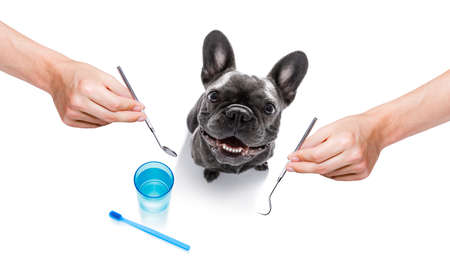 french  bulldog dog holding a toothbrush with mouth , isolated on white background, at the dentistの写真素材