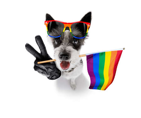 crazy funny gay homosexual  poodle terrier dog proud of human rights ,sitting and waiting, with rainbow flag tie  and sunglassesの写真素材