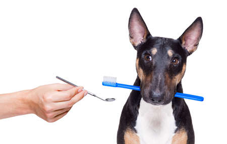 bull terrier dog holding a toothbrush with mouth , isolated on white backgroundの写真素材