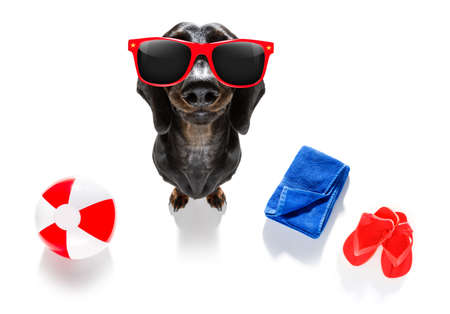 Summer Vacation Sausage Dachshund Dog With Rubber Duck And Flip Flops Towel Wearing Sungles Isolated On White Background Imágenes Y Fotos Libres De Derechos Dog With Rubber Duck And Flip Flops