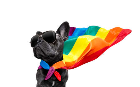 fairy  funny gay french bulldog  dog proud of human rights waving  with lgbt rainbow flag and sunglasses , isolated on white backgroundの写真素材