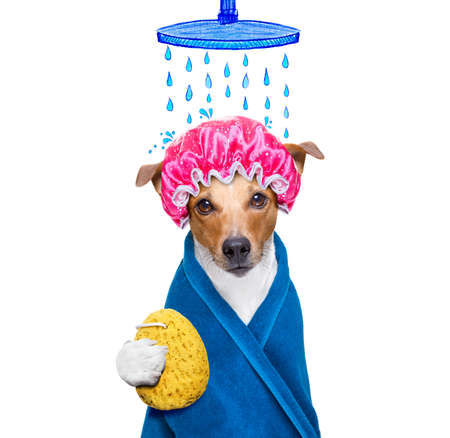 Dog with shower cap and loofah taking a showerの写真素材