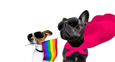 Dogs with sunglasses with colorful flag and red cape looking at a distance on isolated white backgroundの写真素材
