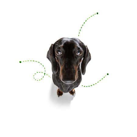 Concept of sausage dachshund dog with tick problems isolated on white background