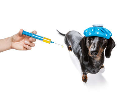 Sick dog with ice pack on its head looking at hand holding a syringeの写真素材