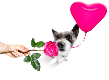 dog  in love for valentines or birthday  with red heart  balloon, isolated on white backgroundの写真素材