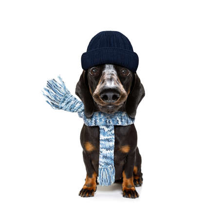 freezing dachshund sausage dog with wool scarf and beanie isolated on white background