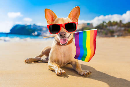 chihuahua dog  at the beach with a surfboard wearing sunglasses and flower chain on summer vacation holidays  at the beach and rainbow lgbt flag for gay prideの写真素材