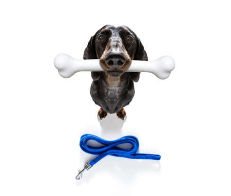 hungry sausage dachshund dog with a big white bone waiting for owner to go for a walk with leash