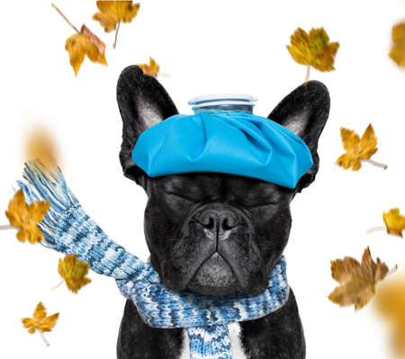 Sick ill  french bulldog  dogの写真素材