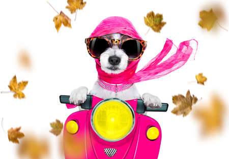 motorcycle diva lady fancy  dog driving a motorbike with sunglasses isolated on white background in windy autumn fall with leaves flying aroundの写真素材