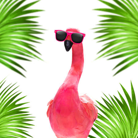 Summer paradise vacation surfer flamingo  with  sunglasses isolated on whiteの写真素材
