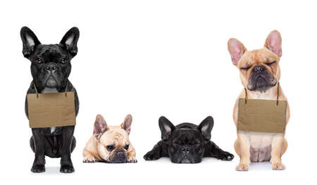 lost  and homeless  row of dogs  for adoption  with isolated on white background, donÂ´t buy adoptの写真素材