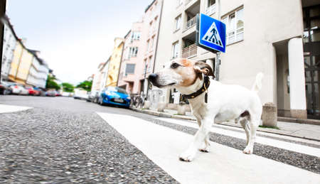 jack russell terreir dog waiting for owner to cross the street over crossing walk with leash,の写真素材