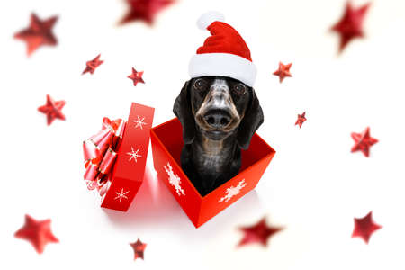 christmas santa claus dachshund sausage dog as a holiday season surprise out of a gift or present box  with red hat , isolated on white background with stars fallingの写真素材