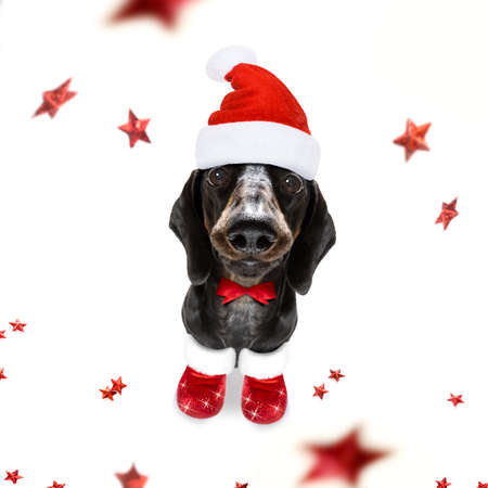 christmas santa claus dachshund sausage dog as a holiday season surprise  with red hat , isolated on white background with stars fallingの写真素材