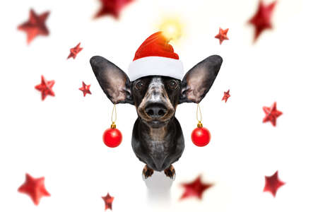 dachsund sausage dog  as santa claus  for christmas holidays resting on a xmas balls baubles hanging from earsの写真素材