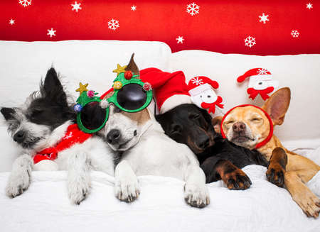 christmas santa claus row and group of  dogs as a holiday season sleeping hangover, rest relax, cuddle and embracing  with hugの写真素材