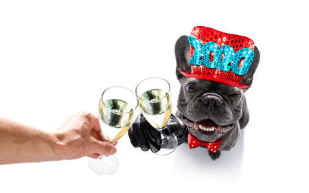 Dog celebrating new years eve with champagne isolated on whiteの写真素材