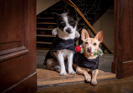 couple of two dogs  for happy valentines day with  rose flower in  mouth , at the door of home