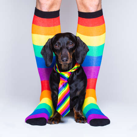 crazy funny gay homosexual  dachshund dog proud of human rights ,sitting and waiting, with rainbow flag tie and owner weraring queer socksの写真素材