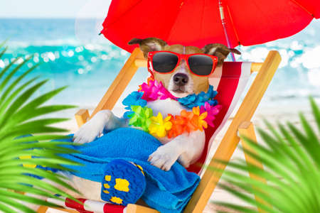 jack russel dog resting and relaxing on a hammock or beach chair under umbrella at the beach ocean shore, on summer vacation holidaysの写真素材