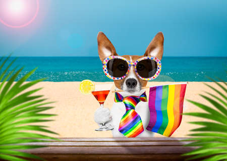 jack russell dog  at the ocean  beach on summer vacation holidays, with cool sunglasses and rainbow lgbt flag for gay pride  at the club barの写真素材