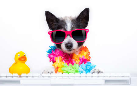poodle dog booking summer vacation holidays online using a pc computer keyboard, wearing sunglasses and a flower chain, isolated on white backgroundの写真素材