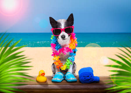 lady diva poodle dog with sunglasses in summer vacation holidays with cocktail drink or beverage at the beach bar clubの写真素材