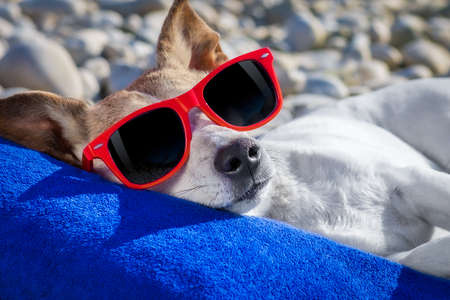jack russel dog resting and relaxing on a towel under umbrella at the beach ocean shore, on summer...