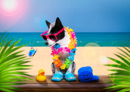 lady diva poodle dog with sunglasses in summer vacation holidays with cocktail drink or beverage at the beach bar clubの写真素材