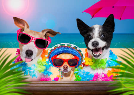 dog family with husband wearing sunglasses in summer vacation holidays with cocktail drink or beverage at the beach bar clubの写真素材