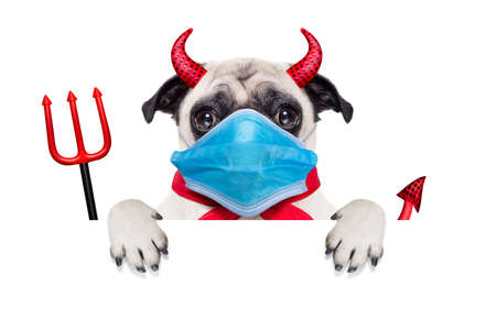halloween devil pug dog hiding behind white empty blank banner or placard or poster, in covid 19,...