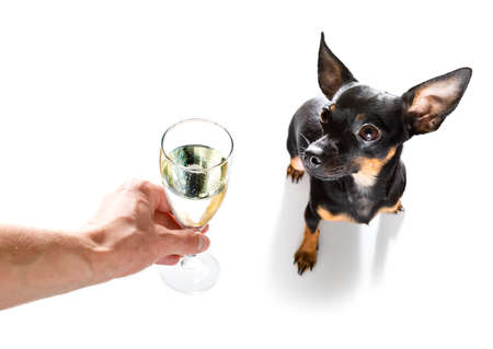 pregue ratter, praguer rattler dog celebrating new years eve with owner and champagne glass or cocktail isolated on white background, wide angle viewの写真素材
