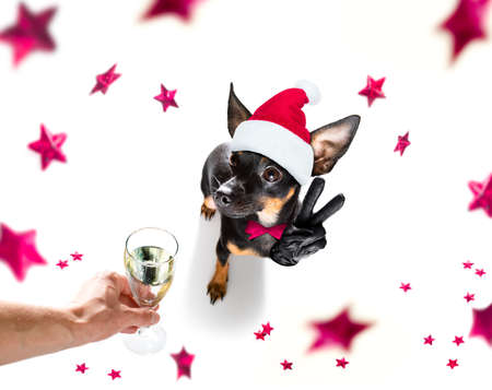prague ratter, praguer rattler dog celebrating new years eve with champagne or cocktail cheering isolated on white background beside a banner or placard, peace and victory fingersの写真素材