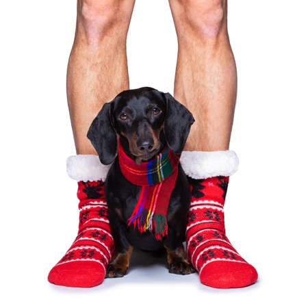 funny dachshund sausage santa claus dog on christmas season holidays wearing red holiday hat, isolated on white background, with owner and red bootsの写真素材