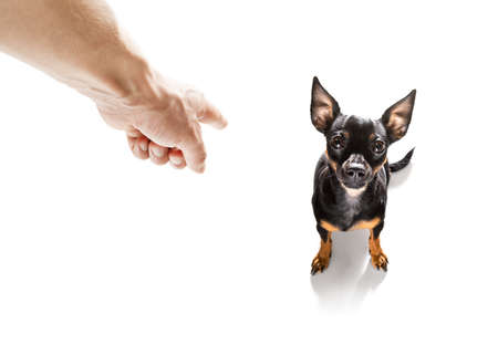 prague ratter dog being punished by owner for very bad behavior, with finger pointing at dogの写真素材